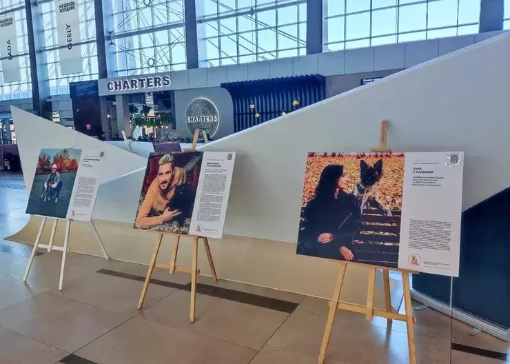 В аэропорту Красноярск открылась благотворительная фотовыставка с бездомными собаками