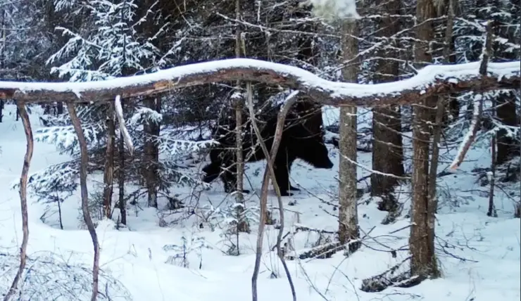 В нацпарке «Красноярские Столбы» рассказали, когда могут проснуться медведи