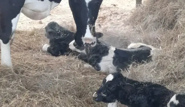 На ферме в Красноярском крае корова родила тройню