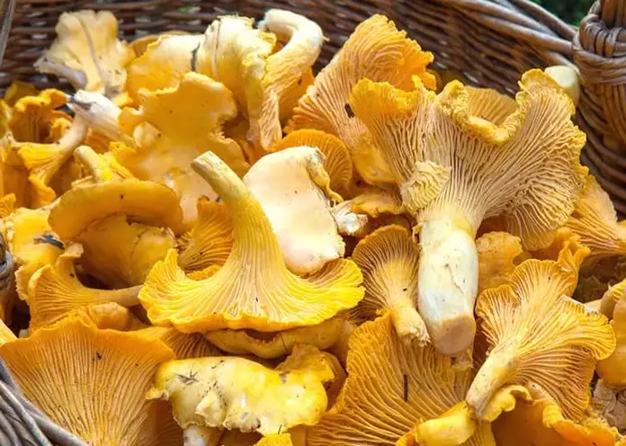 Сушенные грибы из Красноярского края впервые экспортировали в Дубай