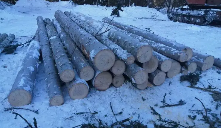 В Красноярском крае незаконно вырубили лес на сумму больше 3,9 млн рублей