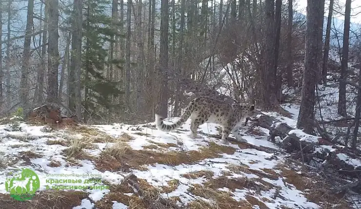 В заповеднике на юге Красноярского края сняли снежного барса во время прогулки по своей территории