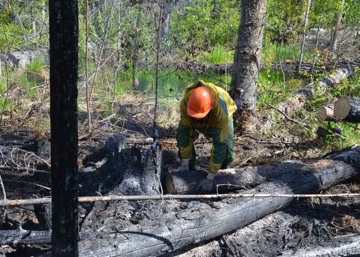 В Красноярском крае действуют 12 лесных пожаров