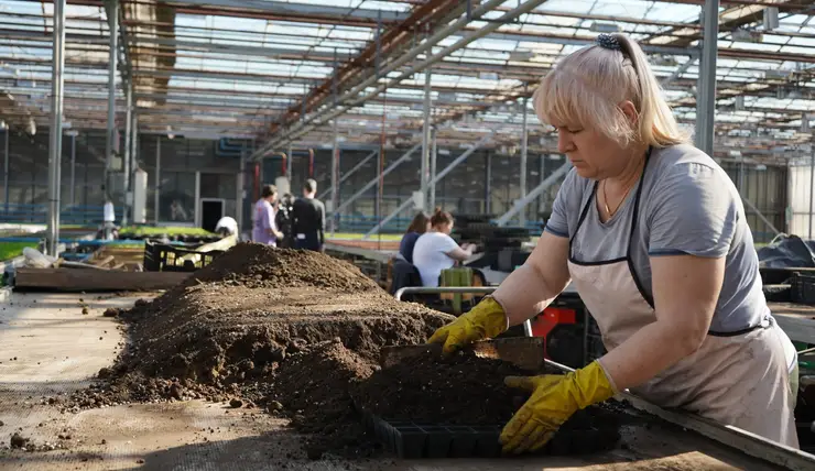 Свыше 400 тысяч однолетних цветов готовит для Красноярска управление зелёного строительства
