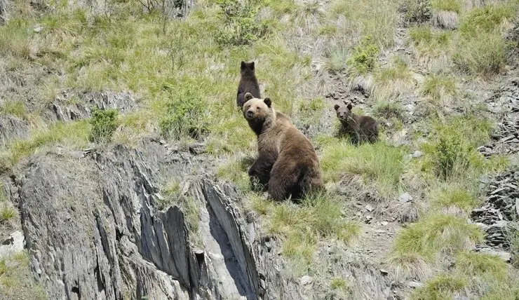 Жителей Красноярского края предупредили о проснувшихся медведях