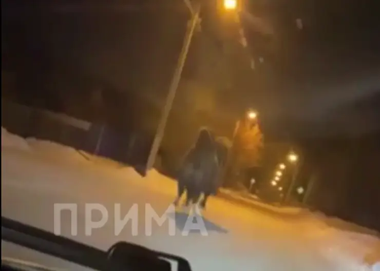 В Зеленогорске автомобилист заметил бегающего верблюда