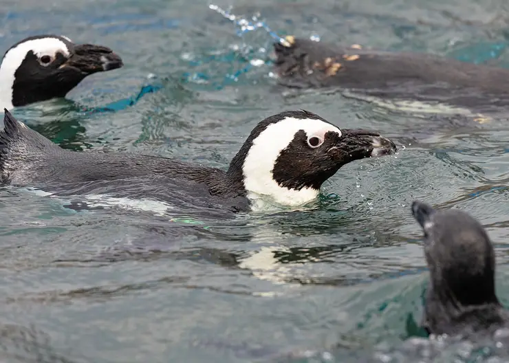 Пингвины в «Роевом ручье» открыли купальный сезон