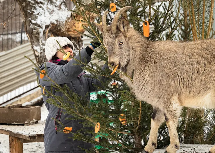 В красноярском «Роевом ручье» показали играющих с елками животных