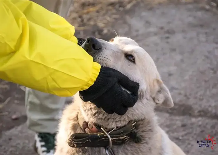 В Красноярске пройдет акция помощи бездомным животным «Дай лапу, друг!»