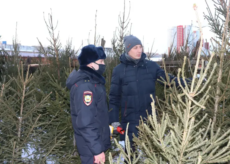 В Красноярске откроется 46 пунктов приема живых новогодних елок