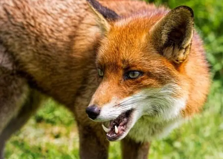 В Уярском районе объявили вспышку бешенства из-за дикой лисы