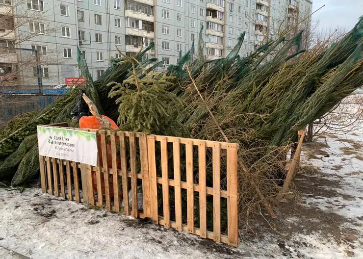 В Красноярске в этом году не будет специальных пунктов для сбора елок