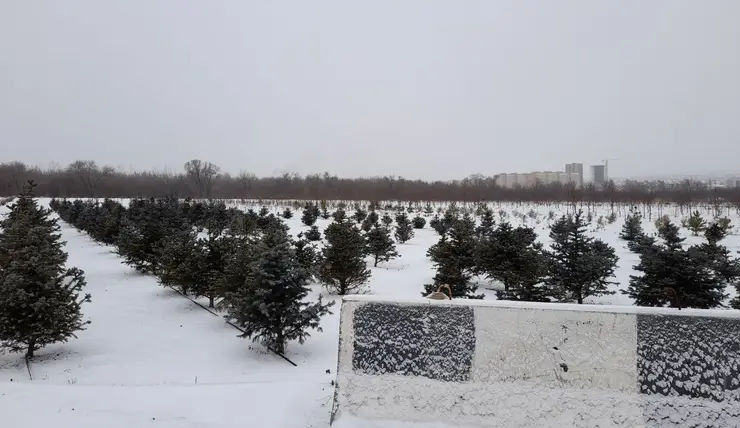 Красноярские депутаты рекомендовали мэрии выделить бюджетные средства на полив деревьев