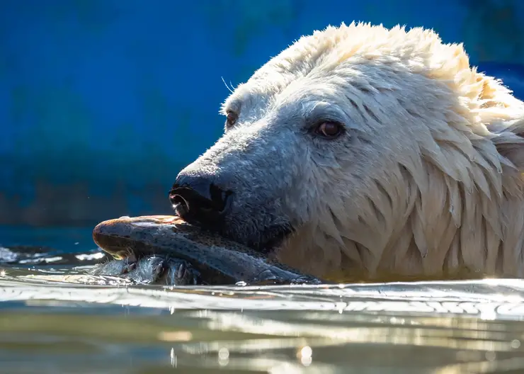 Красноярцы увидят рыбалку белых медведей