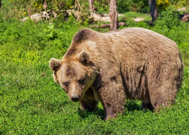 В Ергаках  после нападения медведя погиб один турист
