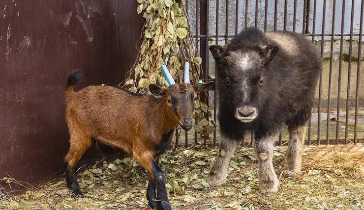 В красноярском «Роевом ручье» овцебык Алана подружилась с козой Пепой