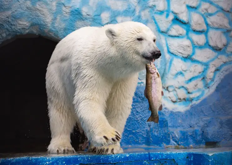 В красноярском «Роевом ручье» у белых медведей начался купальный сезон
