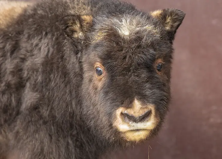 В красноярском зоопарке «Роев ручей» показали подросшую сироту овцебыка Алану
