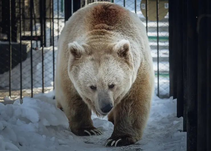 В красноярском «Роевом ручье» вышел из зимней спячки медведь Памир