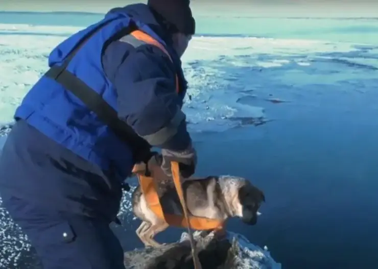 Под Красноярском спасатели вызволили собаку с оторвавшейся льдины