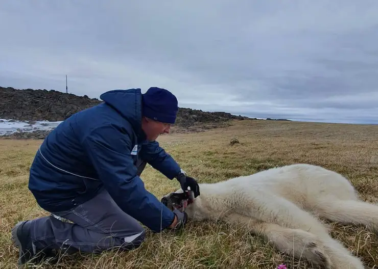 На севере Красноярского края спасли медведя с застрявшей банкой во рту