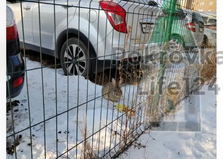 В Красноярске на автостоянке в Покровском нашли кролика