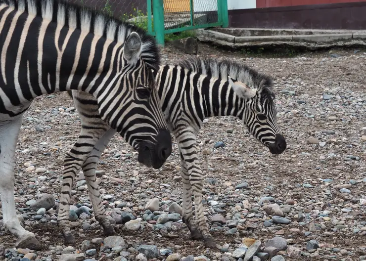 В красноярском зоопарке животных переводят в открытые вольеры