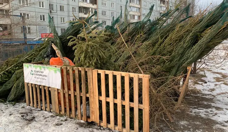 В Красноярске в этом году не будет специальных пунктов для сбора елок