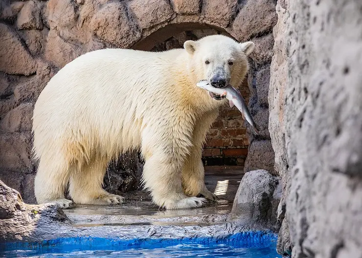 Белого медведя Ермака выпустили в вольер после карантина