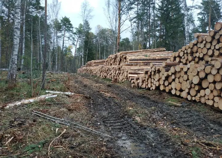 Красноярский край стал вторым в СФО по нелегальной вырубке леса