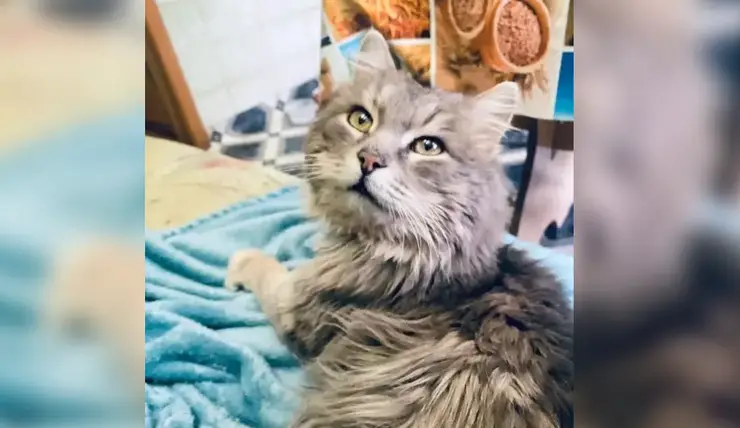 Красноярка спустя шесть лет нашла пропавшего во время переезда кота