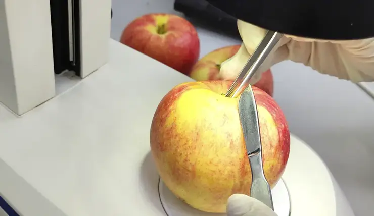В Красноярск привезли зараженные щитовкой яблоки и мандарины из Китая