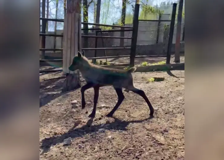 В зоопарке Красноярска родились два оленёнка