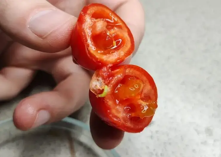 В Красноярске выявили 2,6 тонны зараженных томатов из Китая