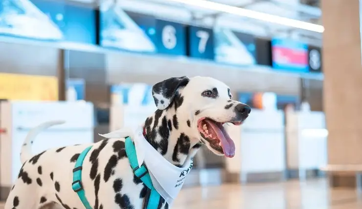 В красноярском аэропорту снова появятся «собаки эмоциональной поддержки»