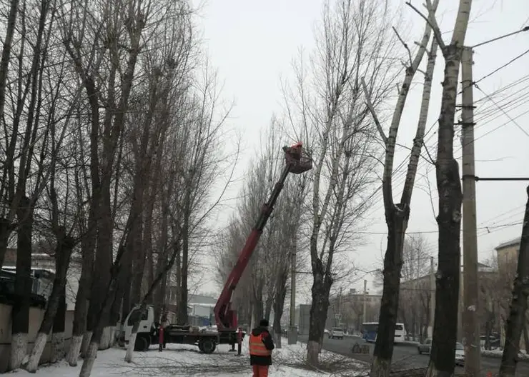 В Красноярске начали обрезать деревья на улице Калинина