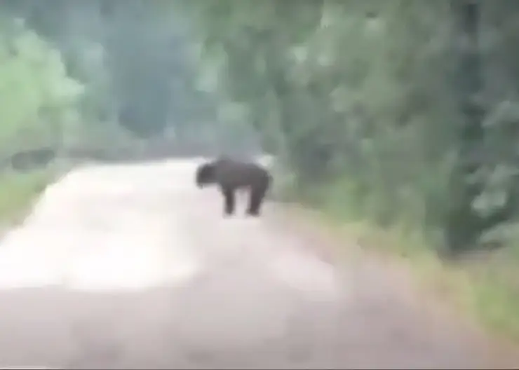 В Зеленогорске велосипедист увидел медведя и решил с ним пообщаться