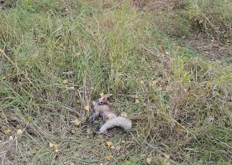 На острове Татышев нашли мертвую лису с огнестрельными ранениями