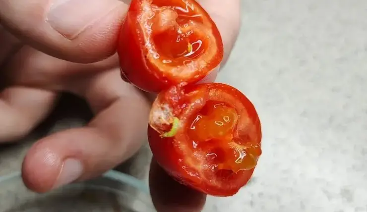 В Красноярске выявили 2,6 тонны зараженных томатов из Китая