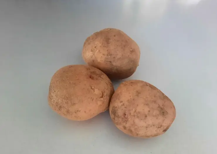 В Монголию планируют поставлять картофель из Красноярского края