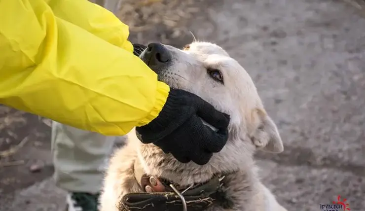 В Красноярске пройдет акция помощи бездомным животным «Дай лапу, друг!»