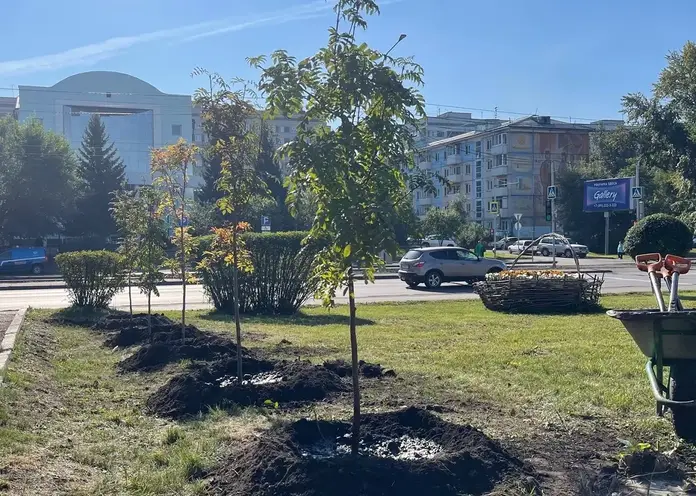 В Красноярске в этом сезоне высадят более  4 500 новых деревьев и кустарников