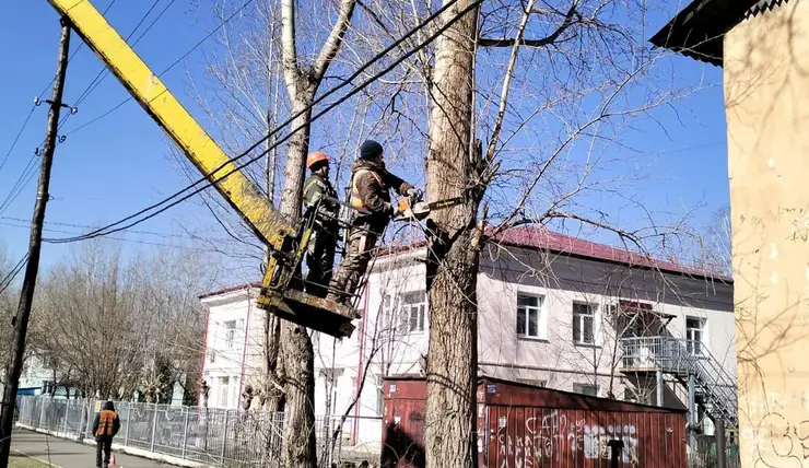 В Красноярске завершается сезон плановой обрезки деревьев