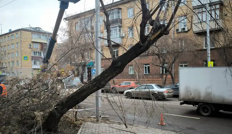 В центре Красноярска снесли старые и аварийные деревья