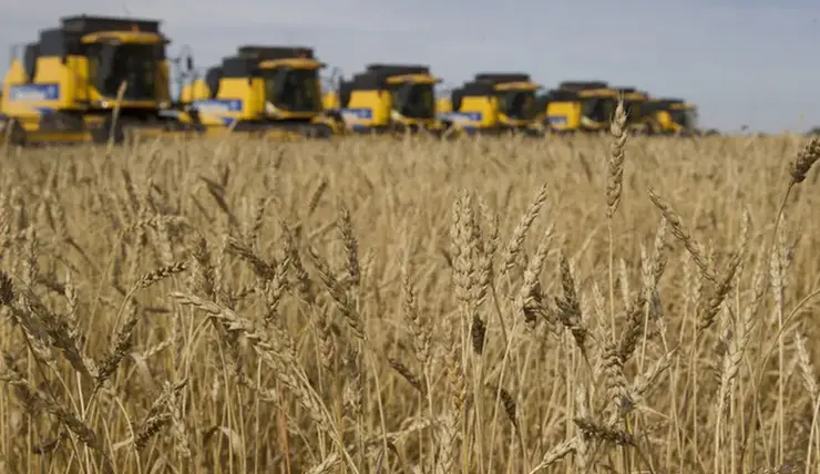 В Красноярском крае на 30 тысяч гектаров увеличат посевную площадь сельхозкультур