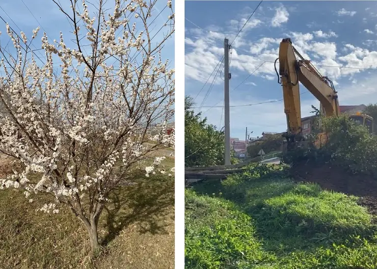 В Красноярске в Покровке без разрешения снесли несколько абрикосовых деревьев
