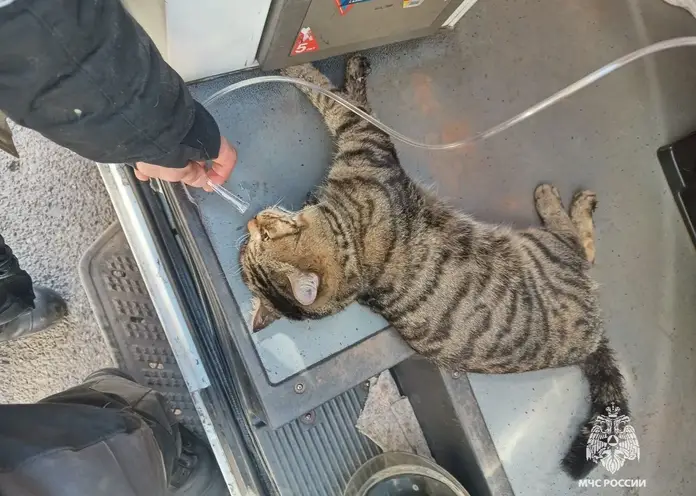 В Красноярске при пожаре на Свердловской спасли кота