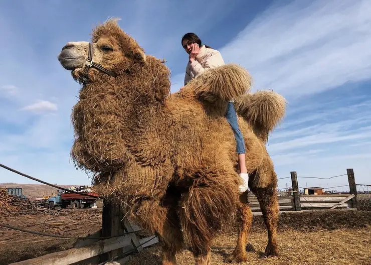 В Красноярске продают верблюдов Васю и Боню