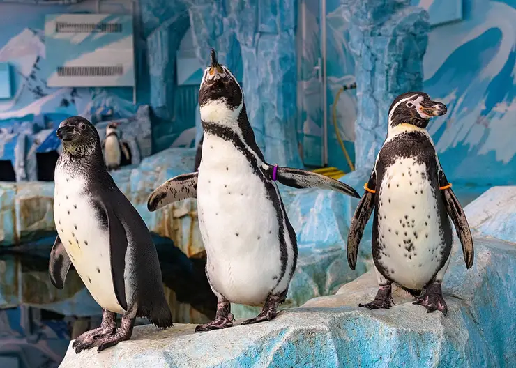 В Красноярске пингвинов из «Роева ручья» готовятся выпустить в открытый вольер
