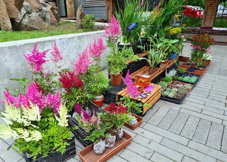 За лето на выставке цветов в Центральном районе продали 25 тысяч растений